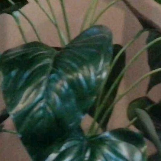 双行侠，拒私聊