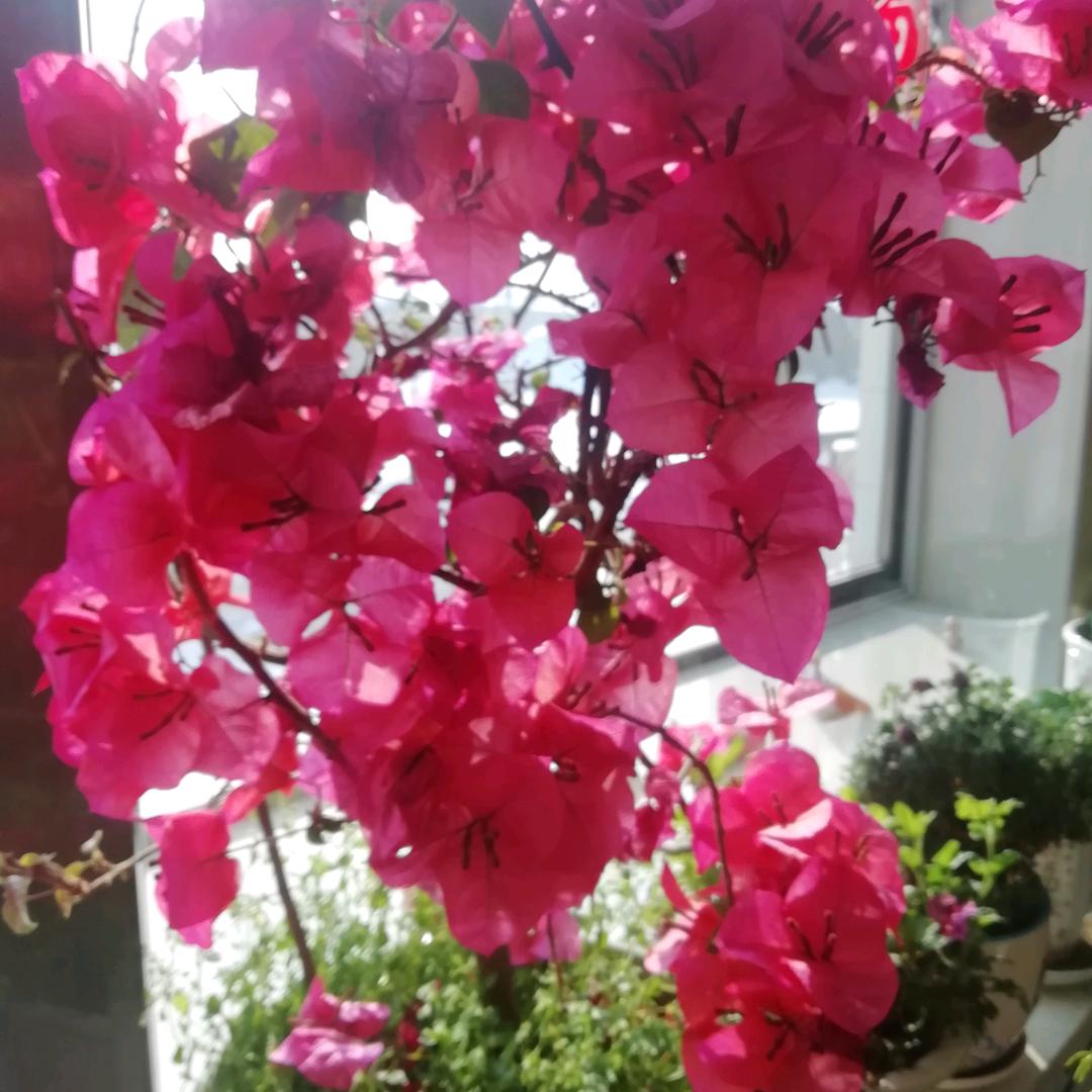 陌上花开OL