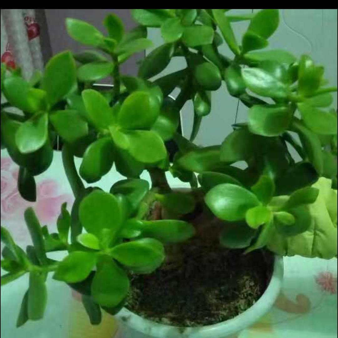 幸福一家人（拒绝私聊）