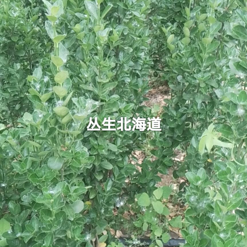 小熊软糖