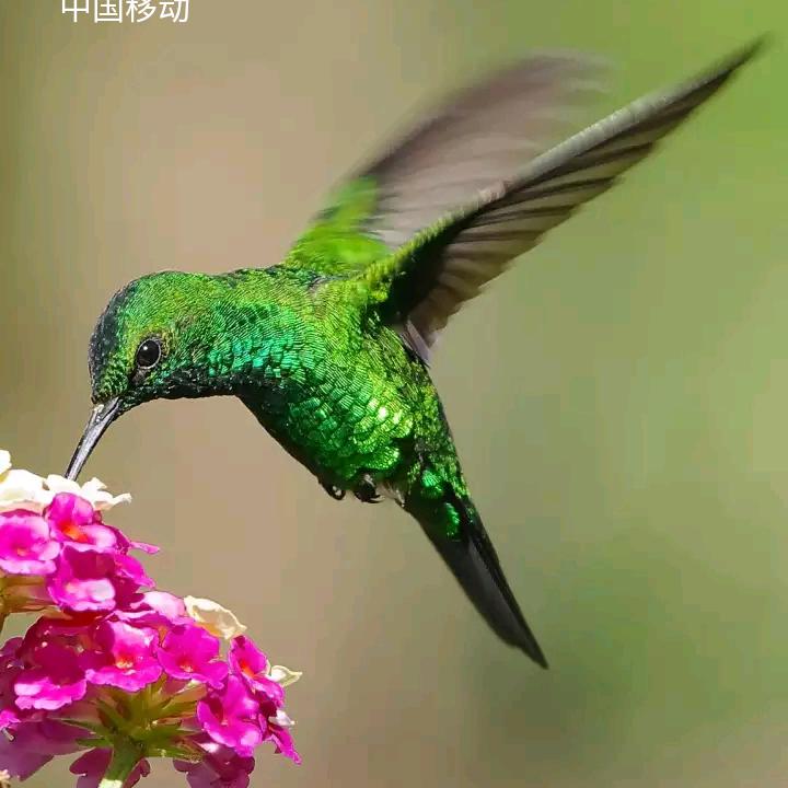 心想事成