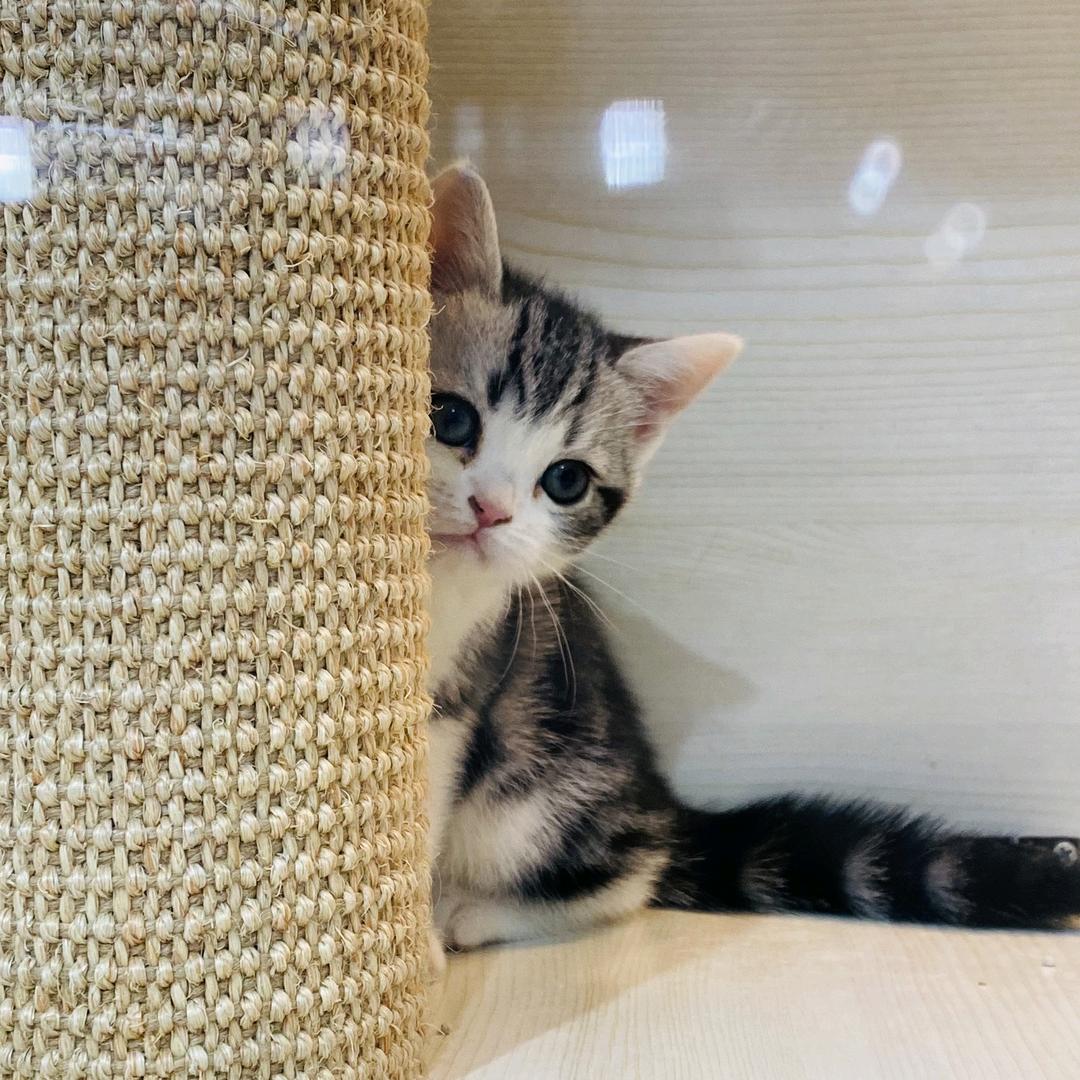 是一定要躲在后面的小猫咪