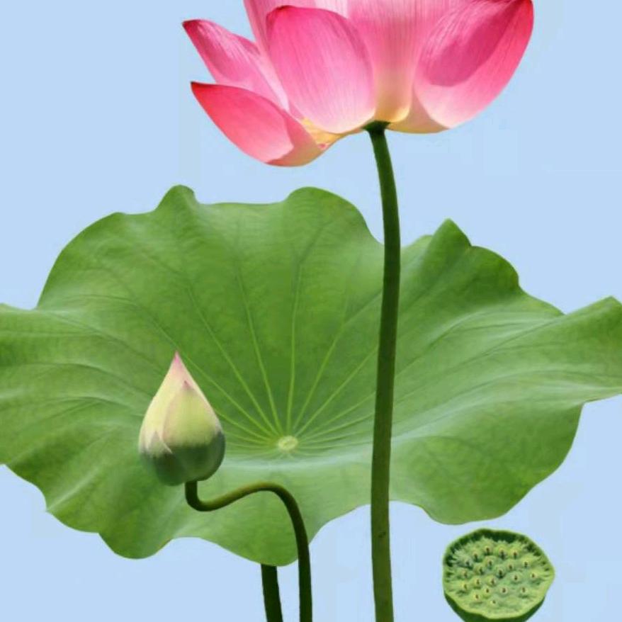 荷花盛开