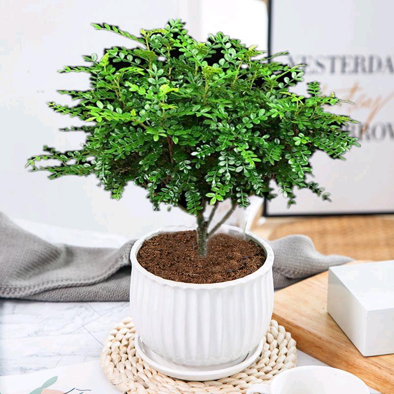 百花园艺