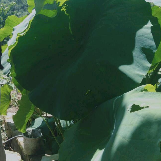 阳光