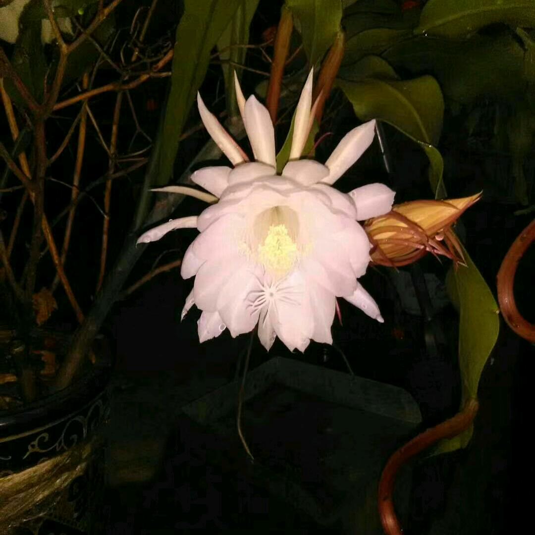 笑看花开