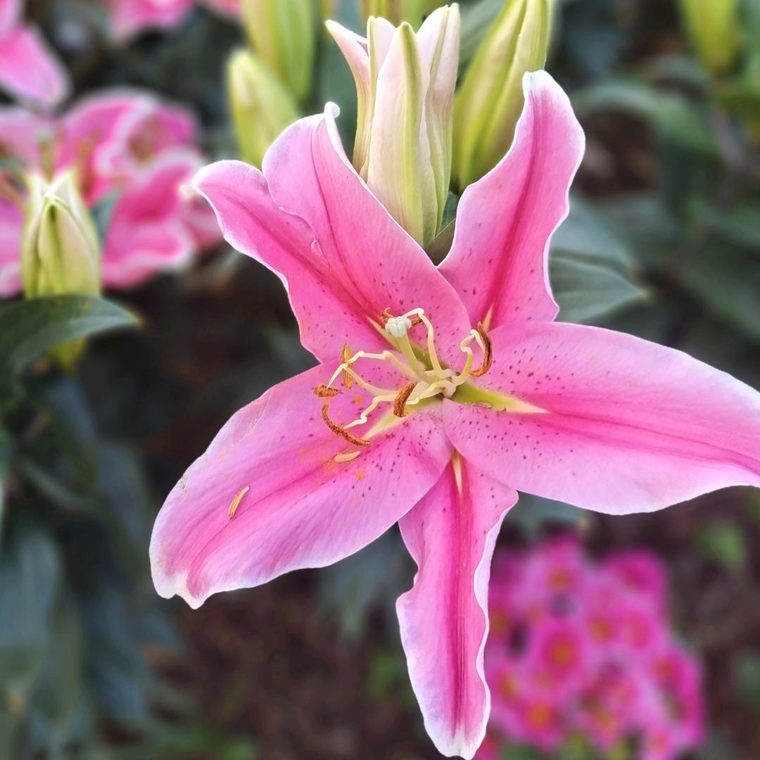 ღ心᭄已ꦿ归᭄零ꦿღ᭄