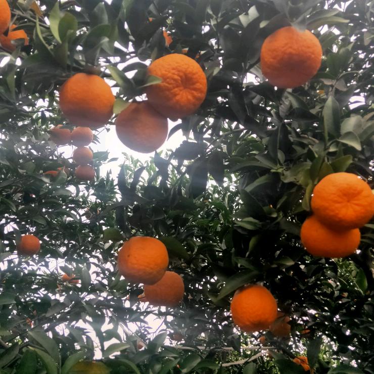 李是我的蔡