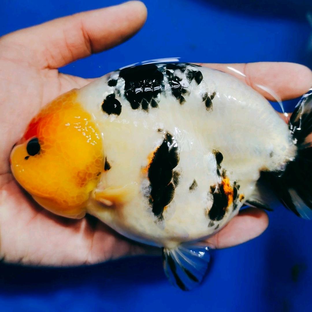 帅强水族观赏鱼