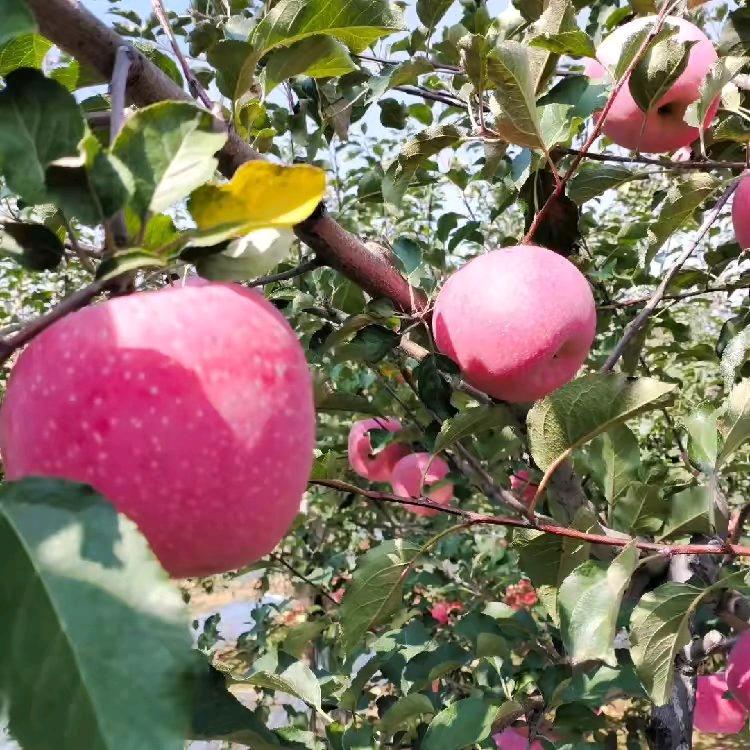 小刘家🍎果园