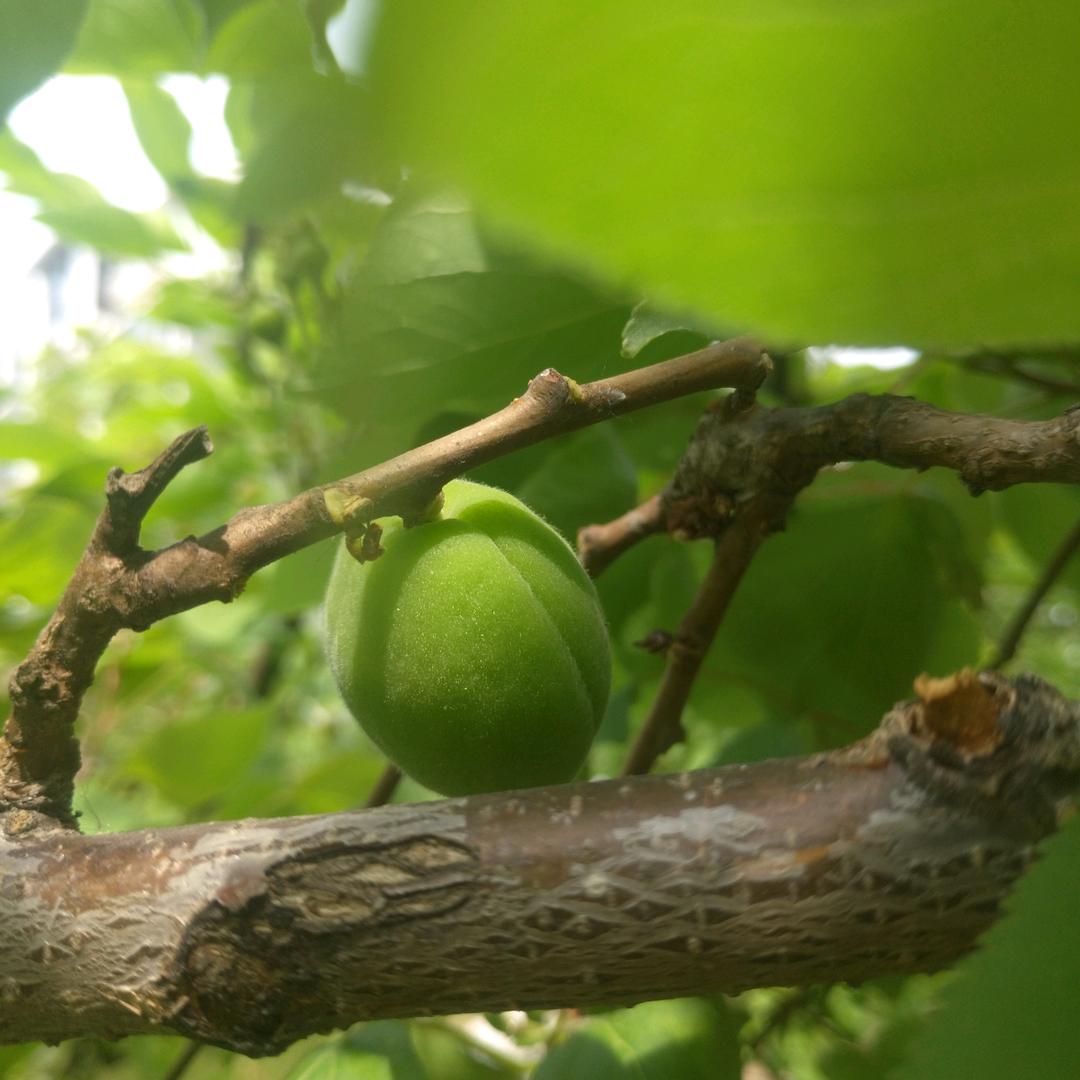 饮尽盏中余温(紫霞)