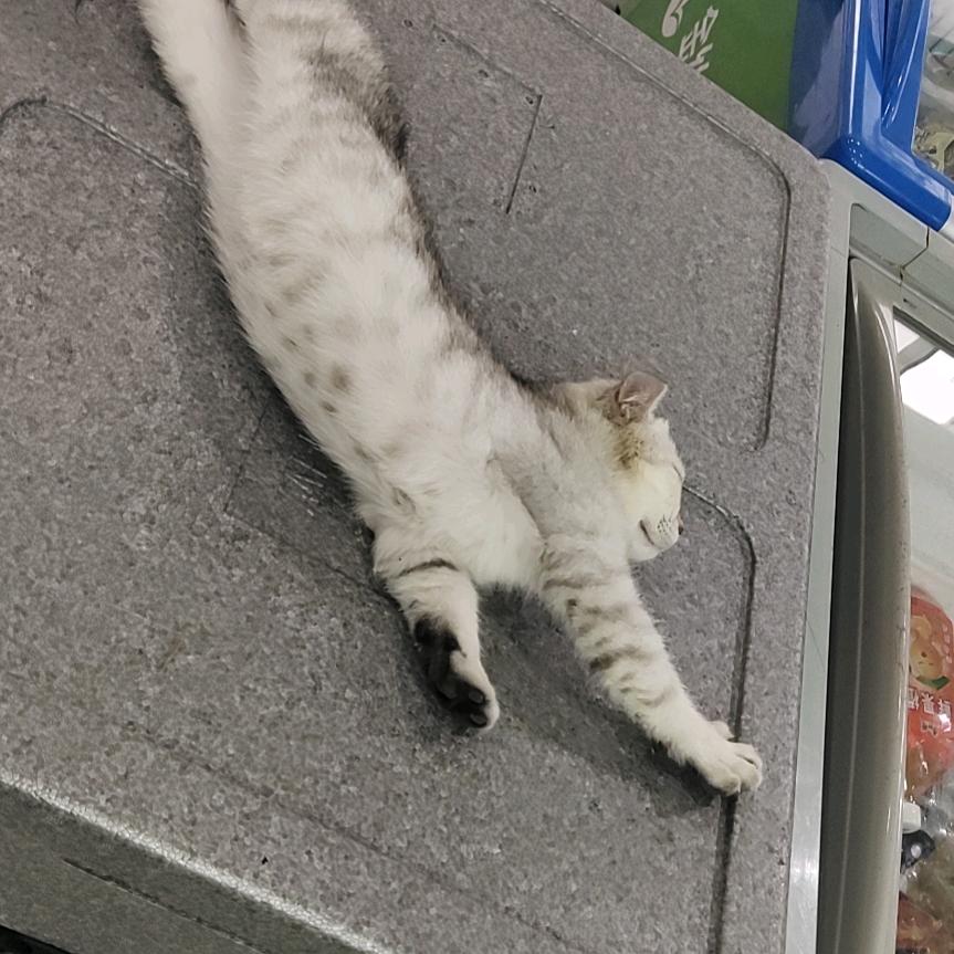 马山放生协会-冯会长😺