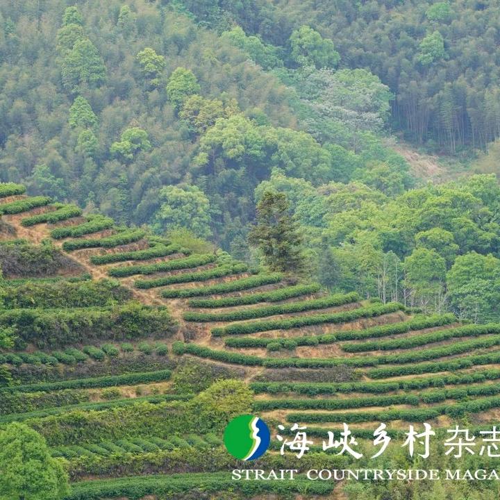 大自然，茶叶