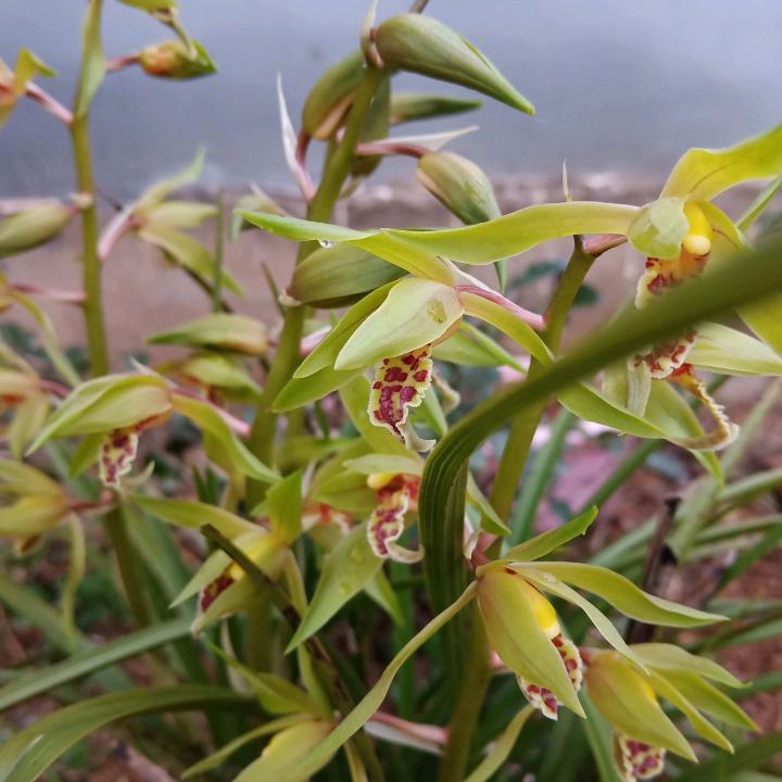 曾庆远
