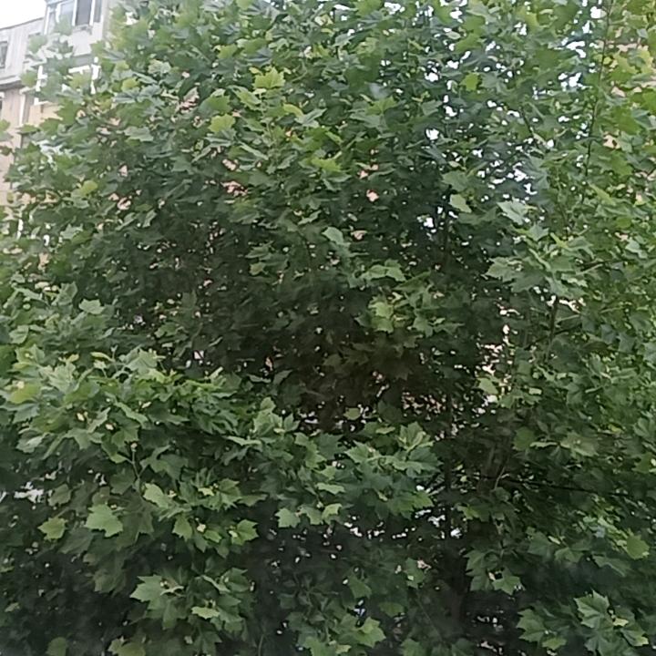 谆