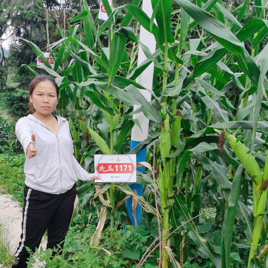 丹寨县彭德琴种子经营部