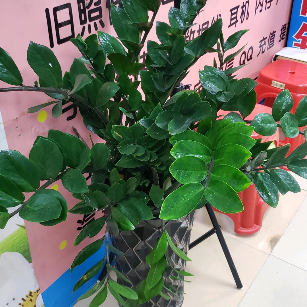 华生