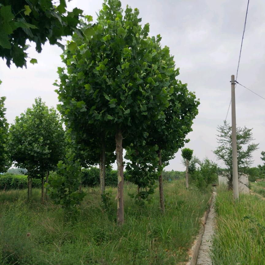 临猗法桐基地