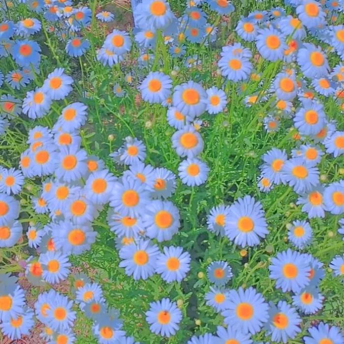 幸福的花。花的幸福