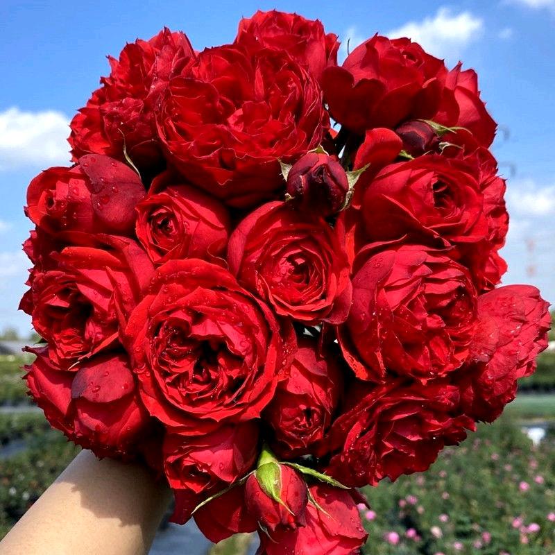 月季花海梦田园