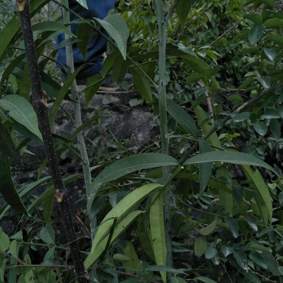 整烫加工地此洪新大道545号院内