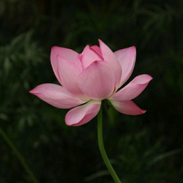 玉