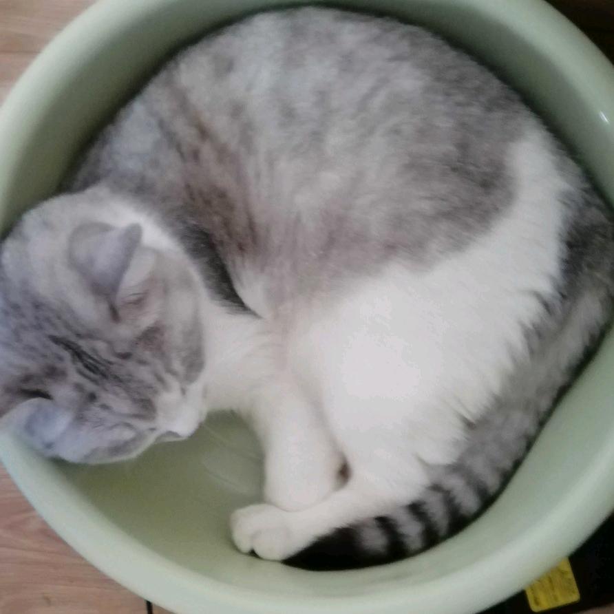 卿星辰