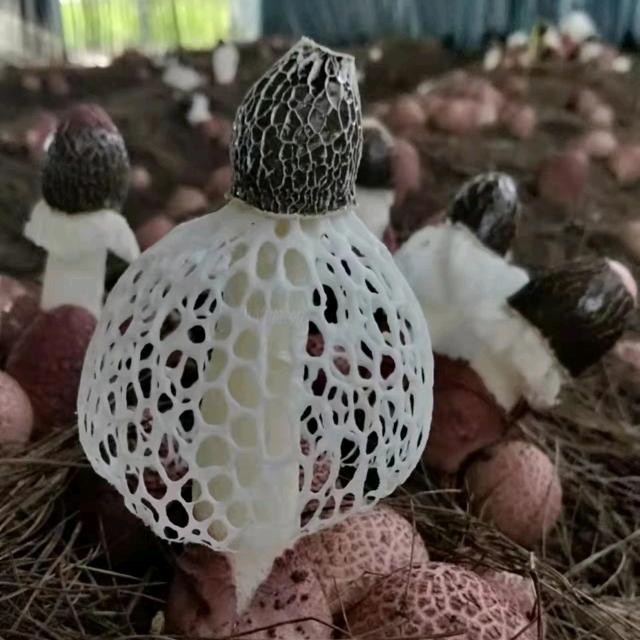 反季红托竹荪《广西•竹荪苑》