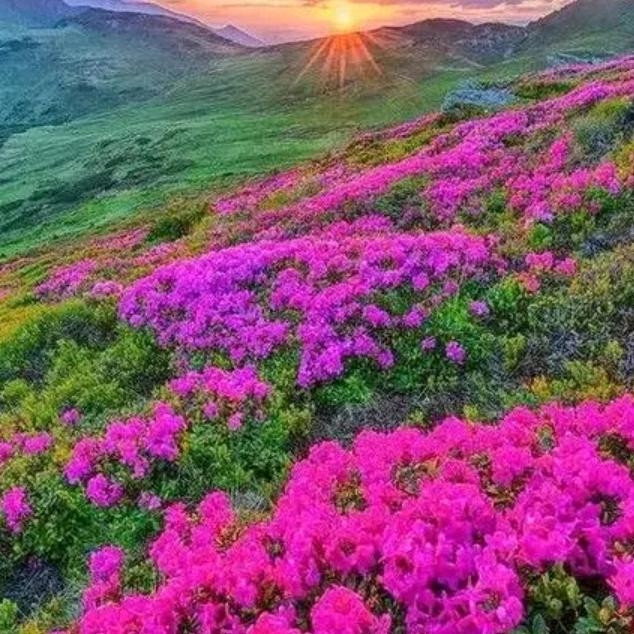 红梅花开