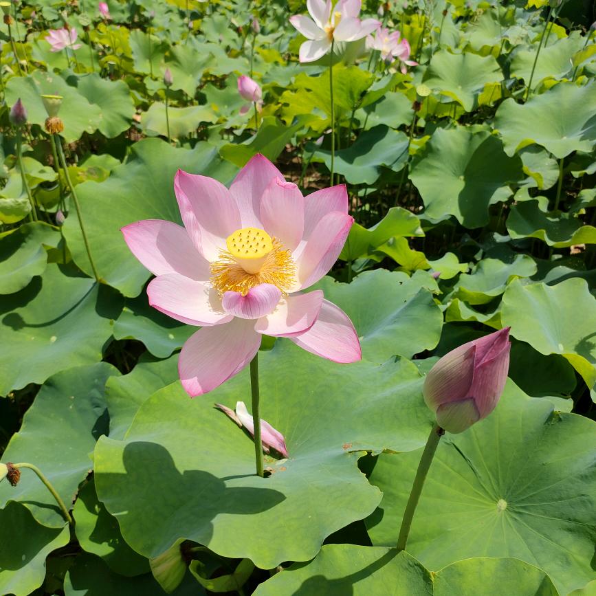 鲜果优派~中海城南壹号