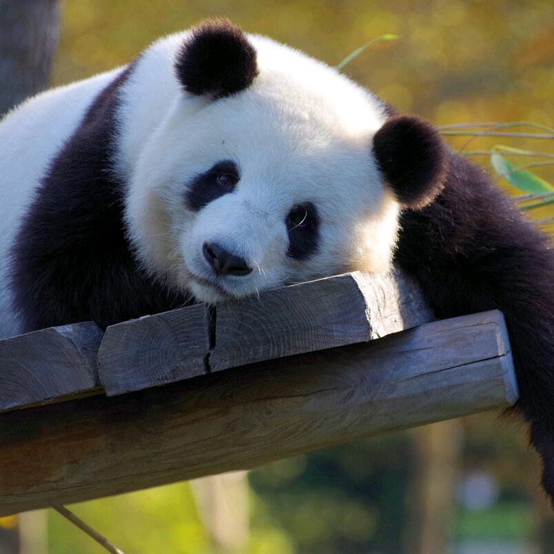 白加黑萌娃
