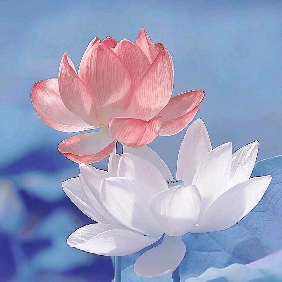 阿新.