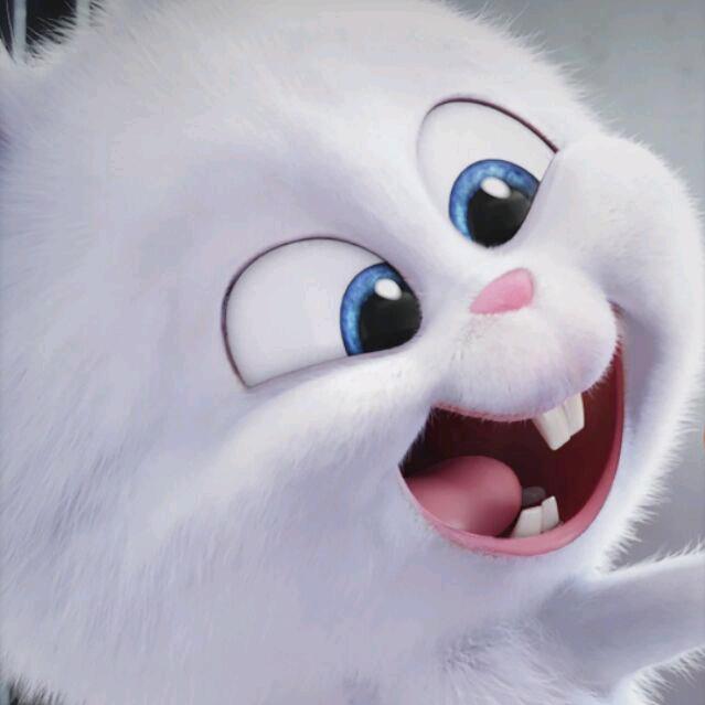 四川的小熊猫