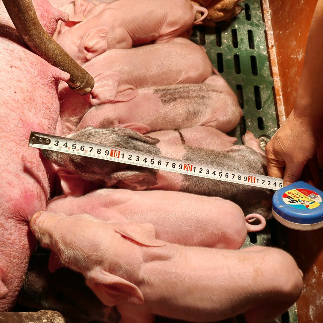 君鑫养殖家庭农场