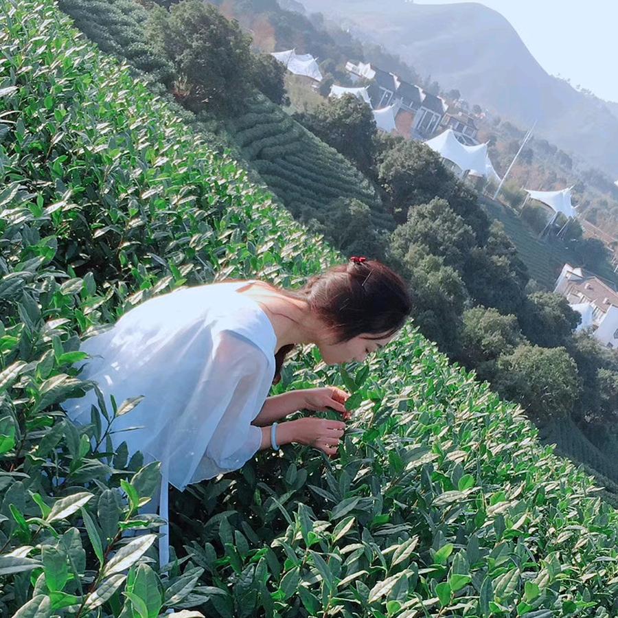 茶晓七的茶生活(阮白御)
