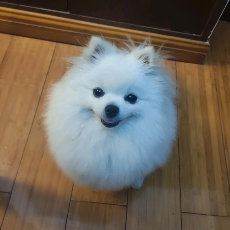 宾哥