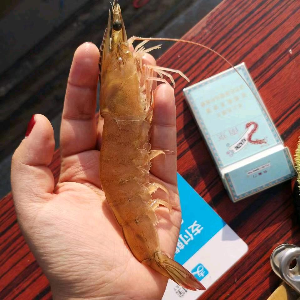 @大海海鲜丶