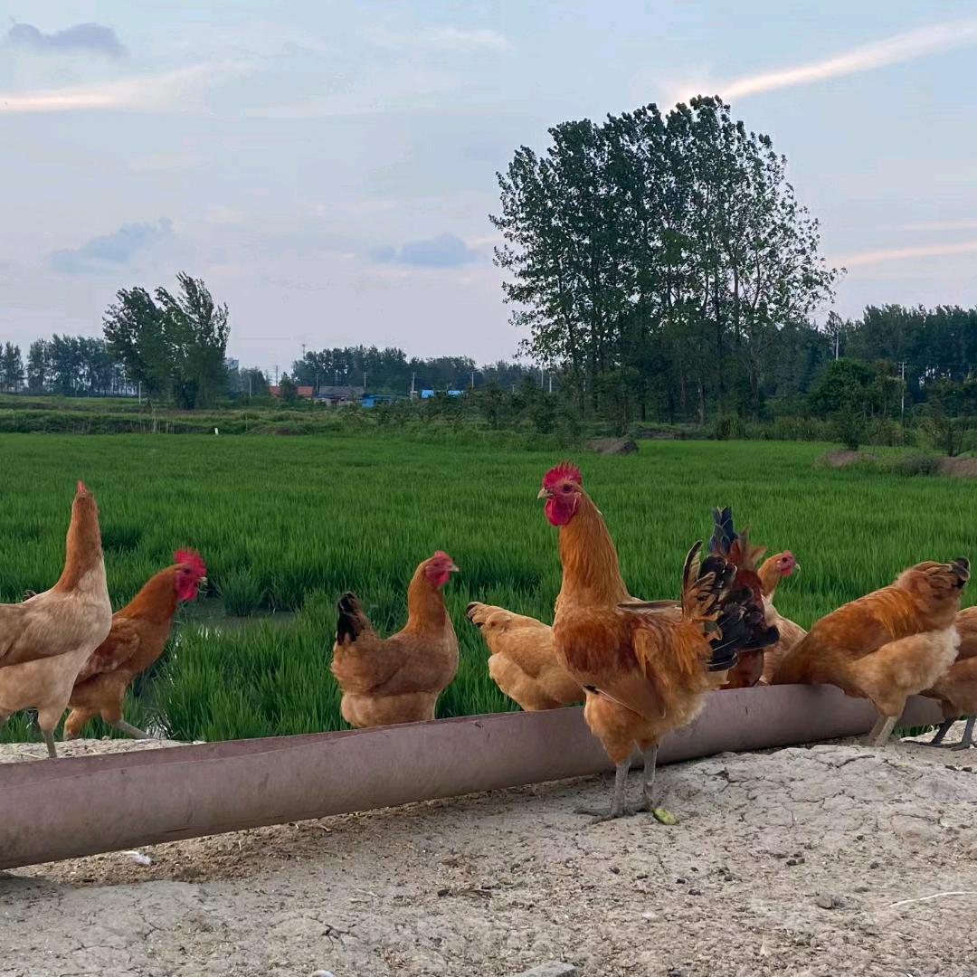 生态养殖  鸡🐔 鹅 羊 虾🦐虾稻米