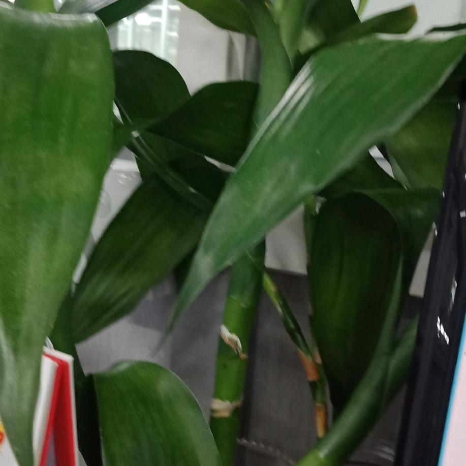 福运绵长