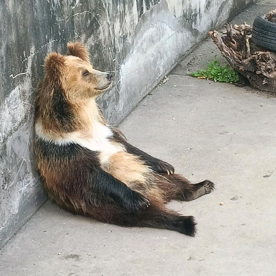 啥都播一点的懒熊