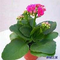 🌺秋天🌺
