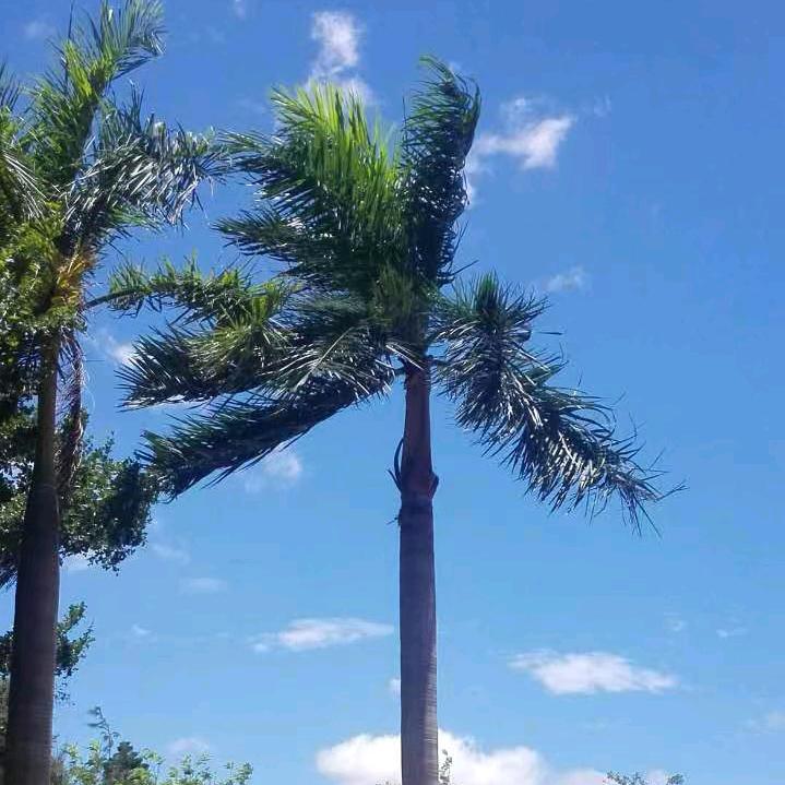 银城兄妹－阿峰