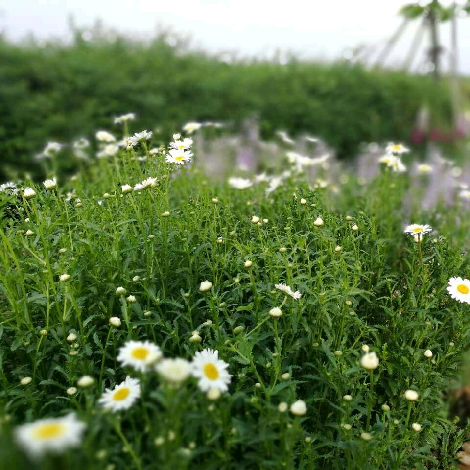🌾芳草青青