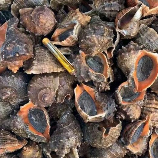 曹妃甸户外赶海（大伟）