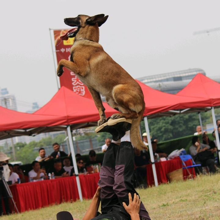 永盛犬场