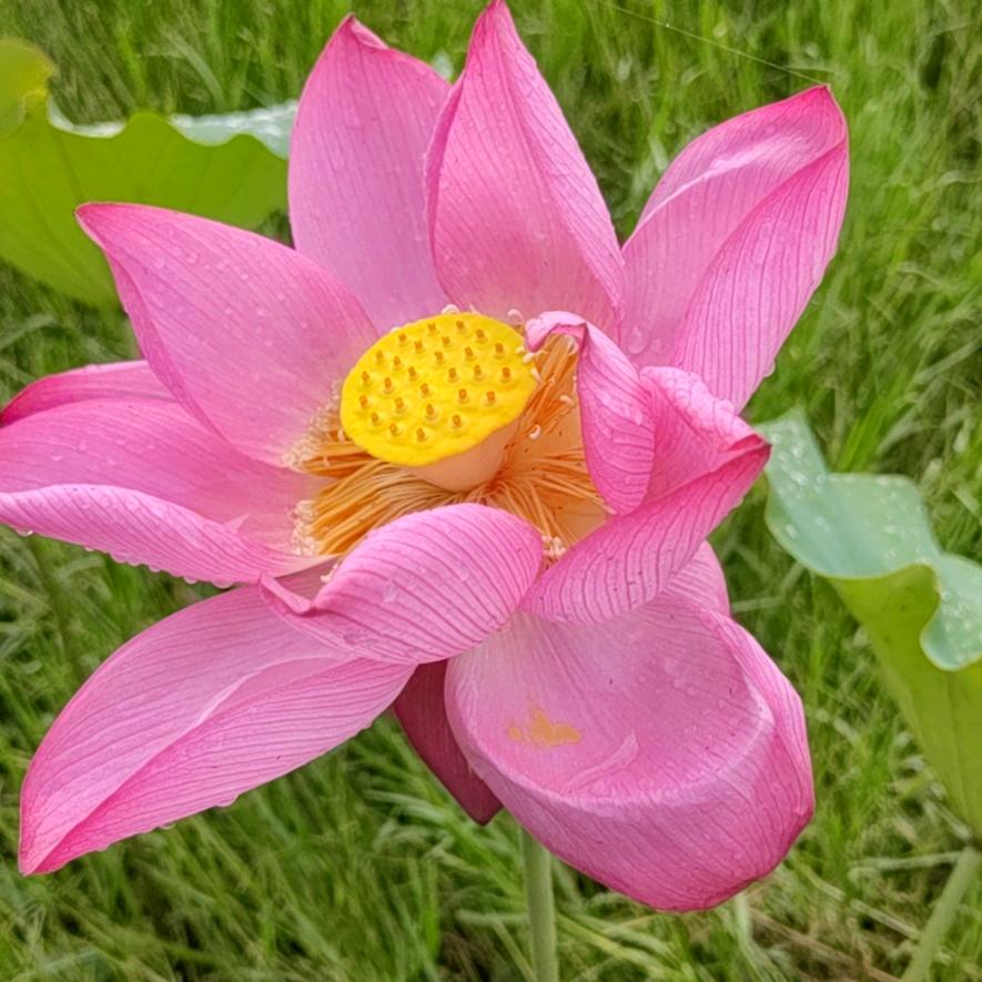 兰子