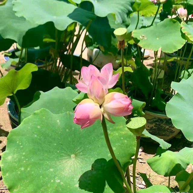 在雷州做副食品批发的猫九