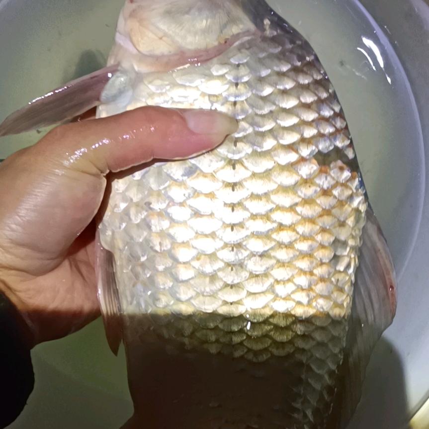 和睦生才是真李