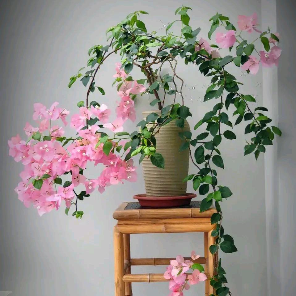 睢县馨园花卉种植经营部