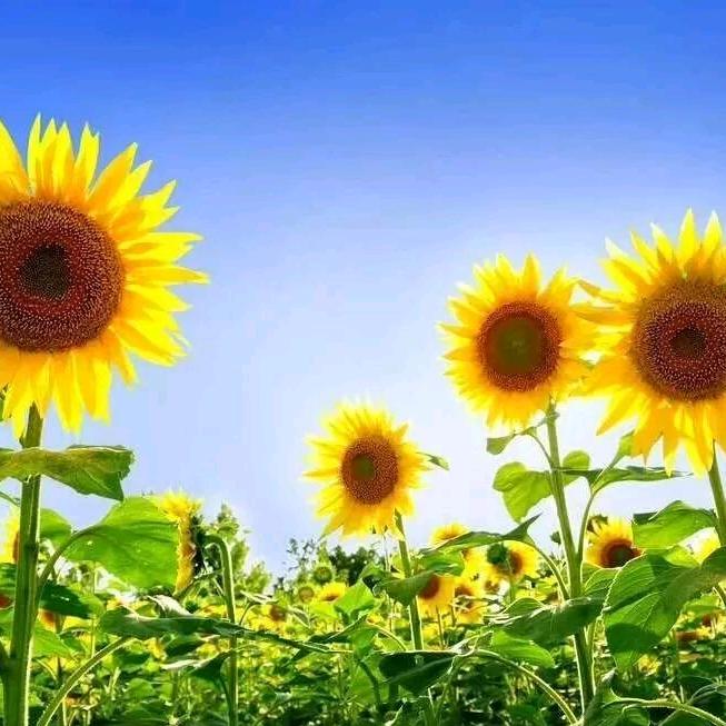 🌻